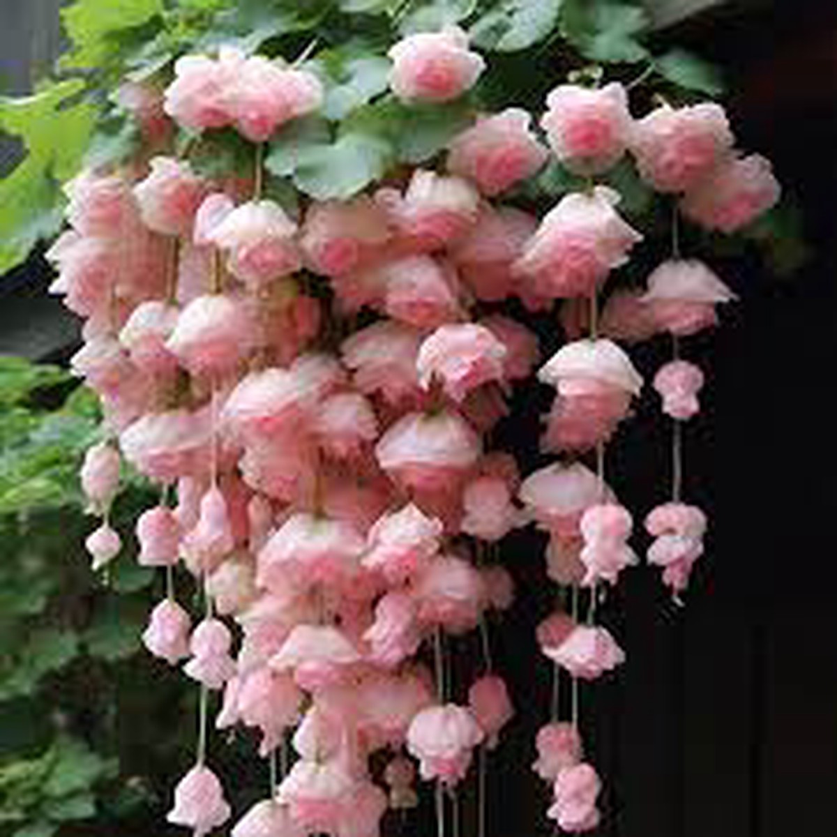Pink Baby Weeping Forsythia Flower For Garden Planting Flower Seeds for Home Garden Planting,