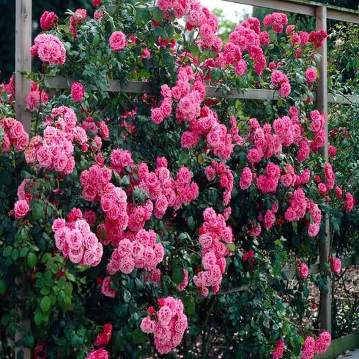 Pink Climbing Rose Flower - Heirloom, Non - Gmo Seeds
