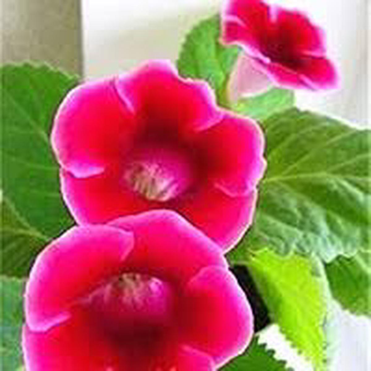 Pink Gloxinia Brocade Flower Seeds for Planting | Heirloom Non-GMO High Germination Organic Garden Seeds