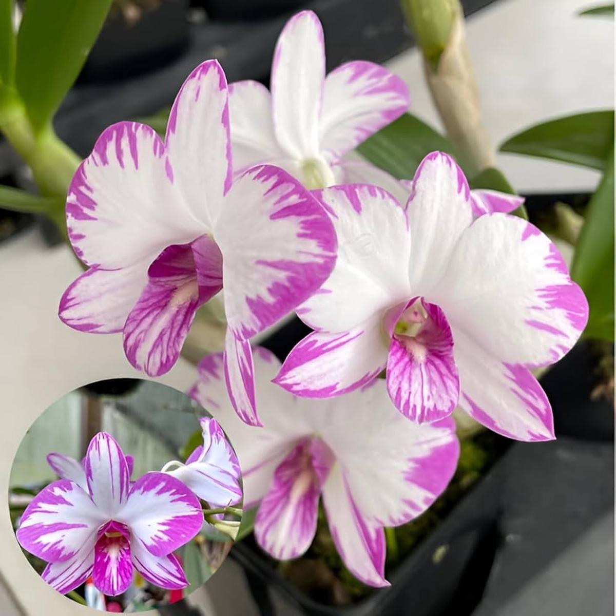 Pink Red Dendrobium Flower Seeds for Planting Heirloom, Non-GMO, Drought Tolerant Organic Garden Seeds