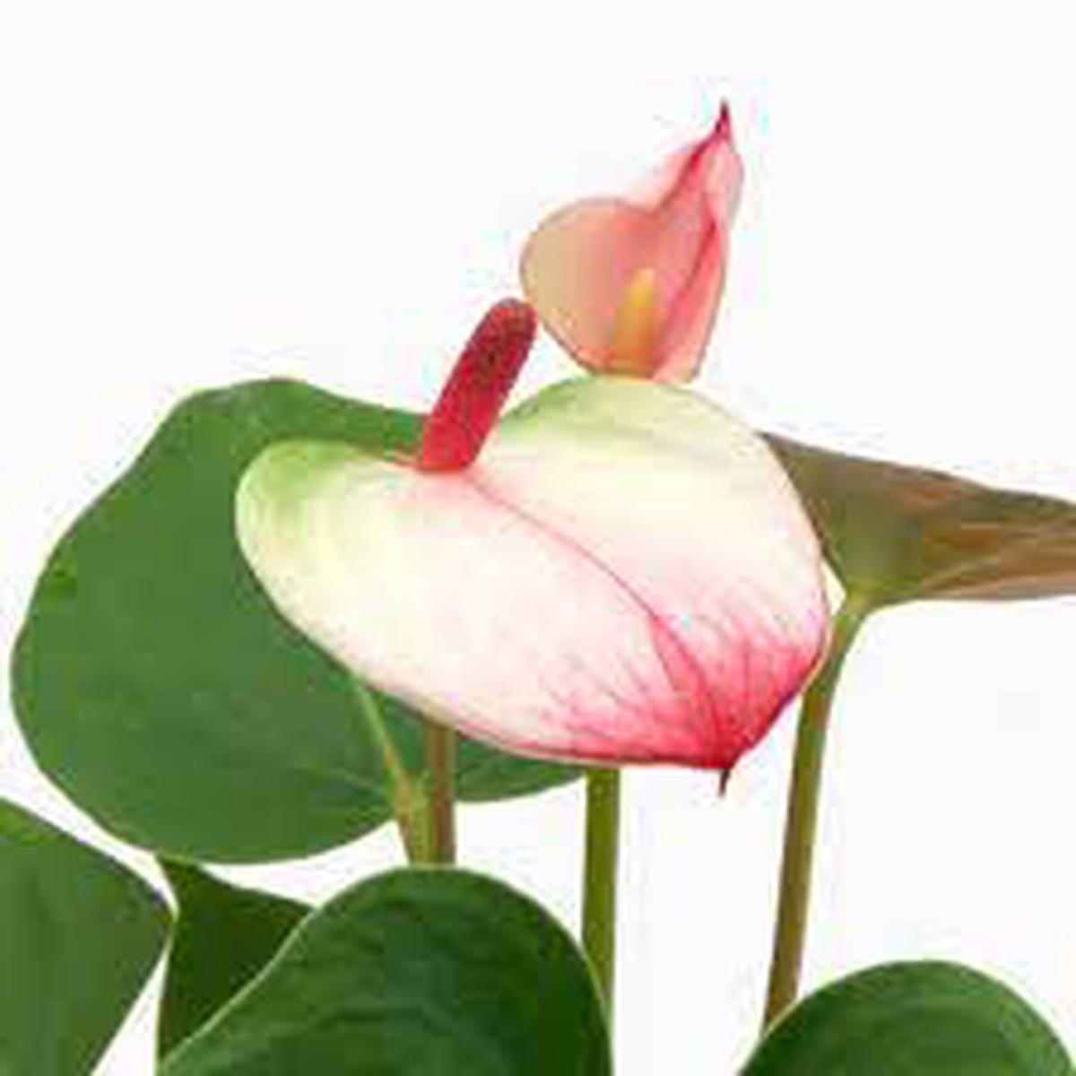 Pink & White Anthurium Flower Seeds Non-GMO Heirloom Seeds for Planting