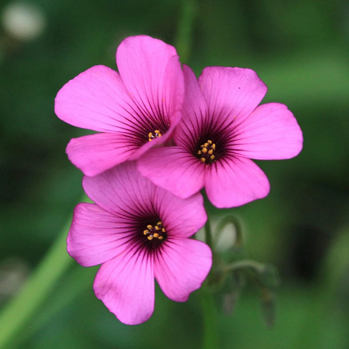 Pink Wood-Sorrel Flower Seeds for Planting Heirloom, Non-GMO, Easy to Grow, Ground Cover