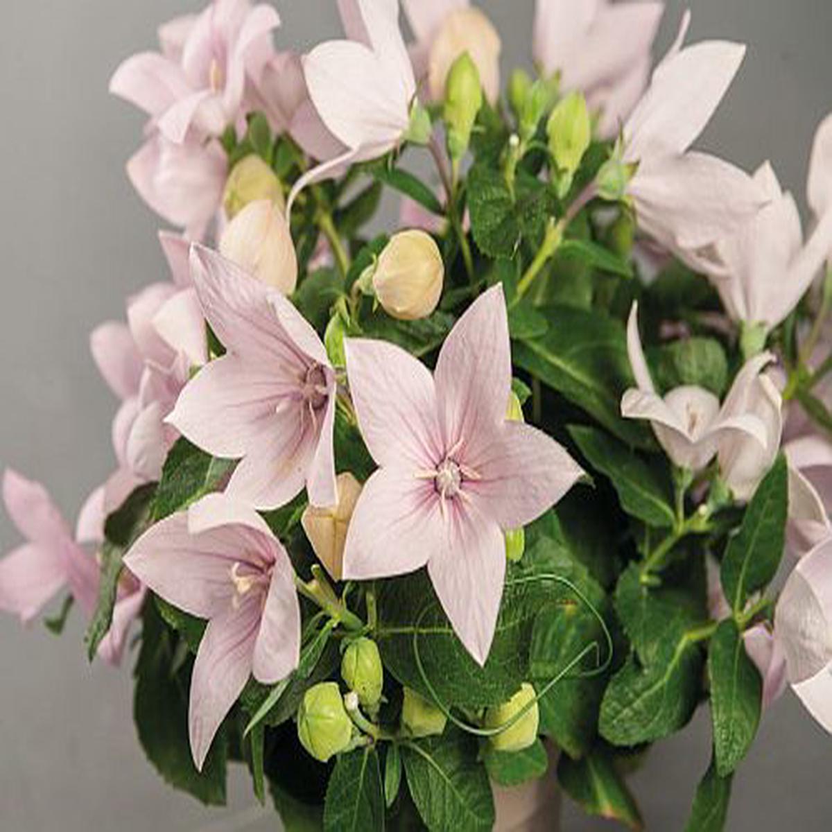 Platycodon Pop Star Pink, Balloon Flower Imported  Heirloom, Non-GMO, High Germination Organic Garden Seeds