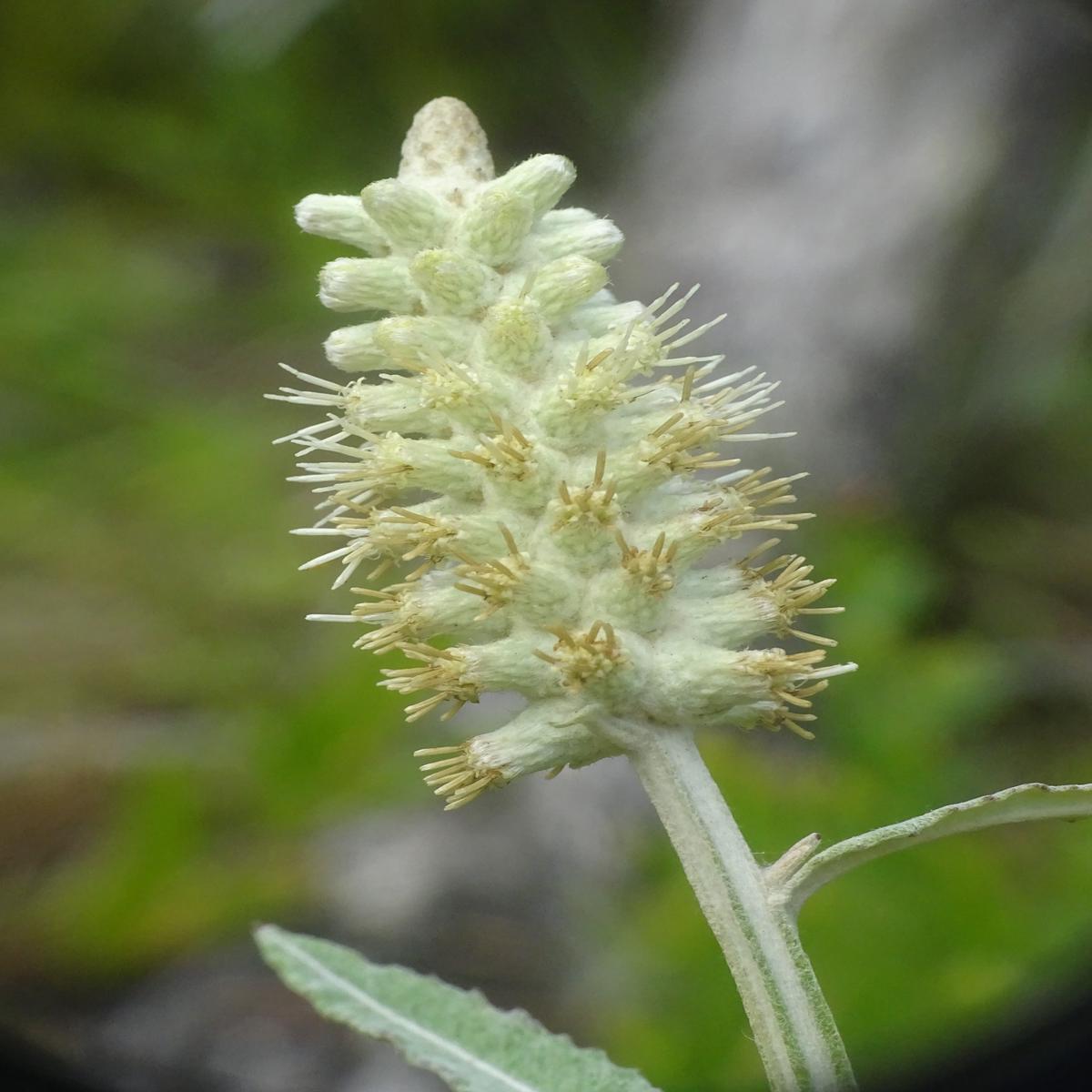 Pterocaulon Flower Seeds for Planting Heirloom, Non-GMO Flower Seeds