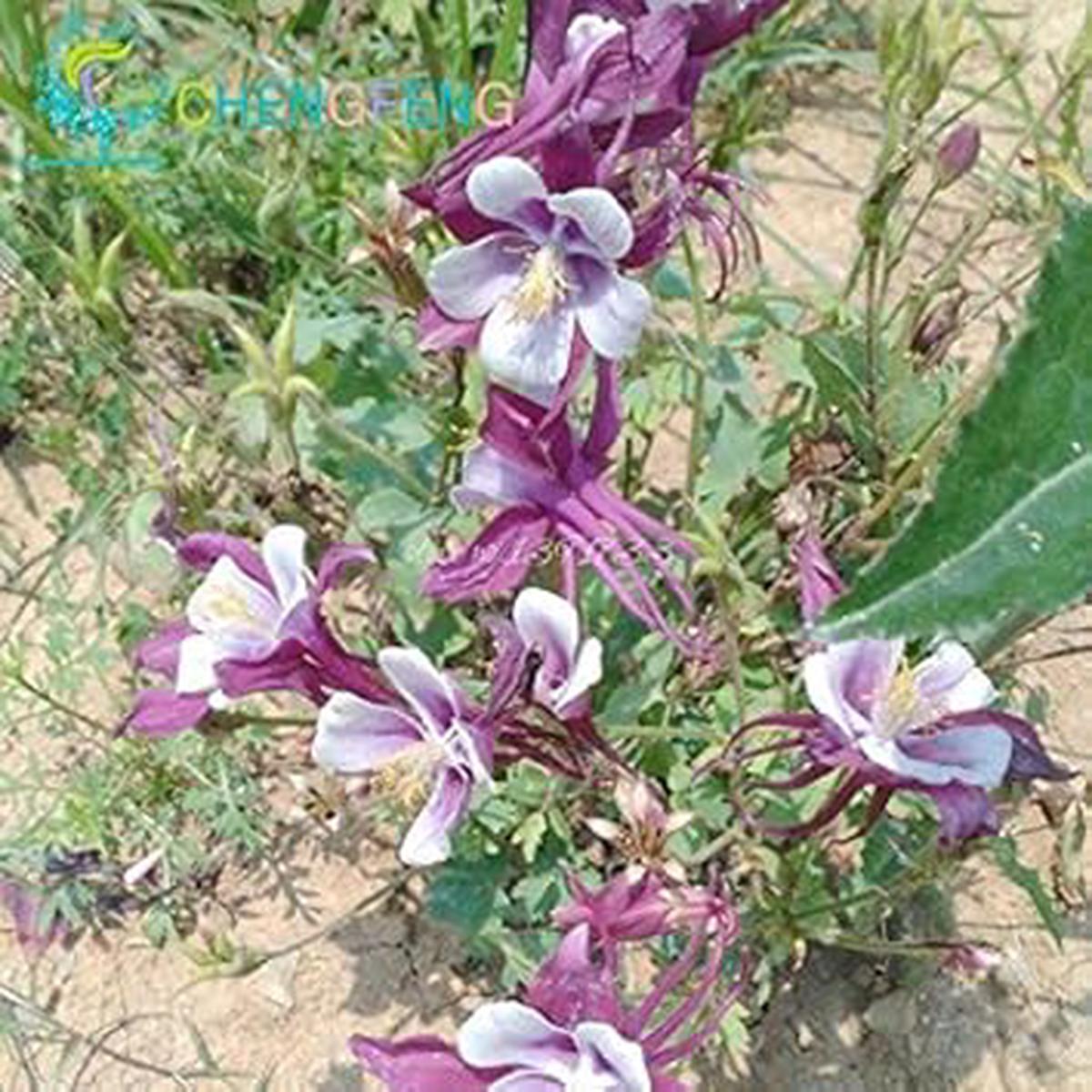 Purple Aquilegia Flower Seeds for Planting | Heirloom Non-GMO High Germination Organic Garden Seeds