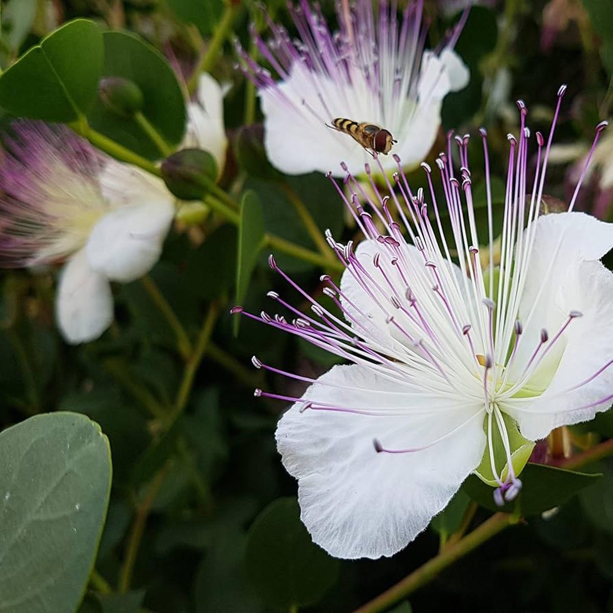 Purple Caper Bush Flower Seeds for Planting Hardy Perennial Shrub
