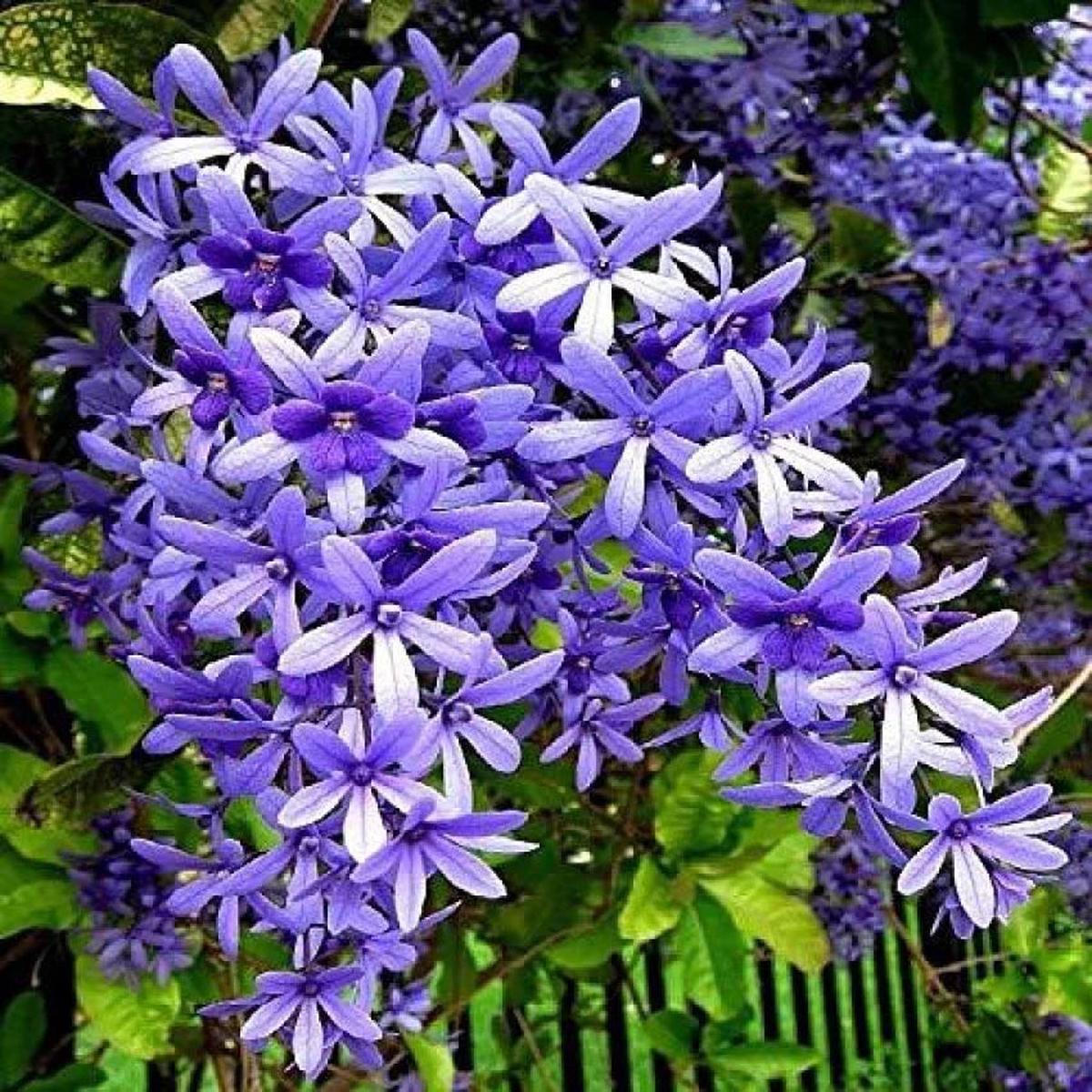 Purple Ivy Flower seeds for Planting - Wildflower Mix, Heirloom & GMO Free Seeds for Home Garden