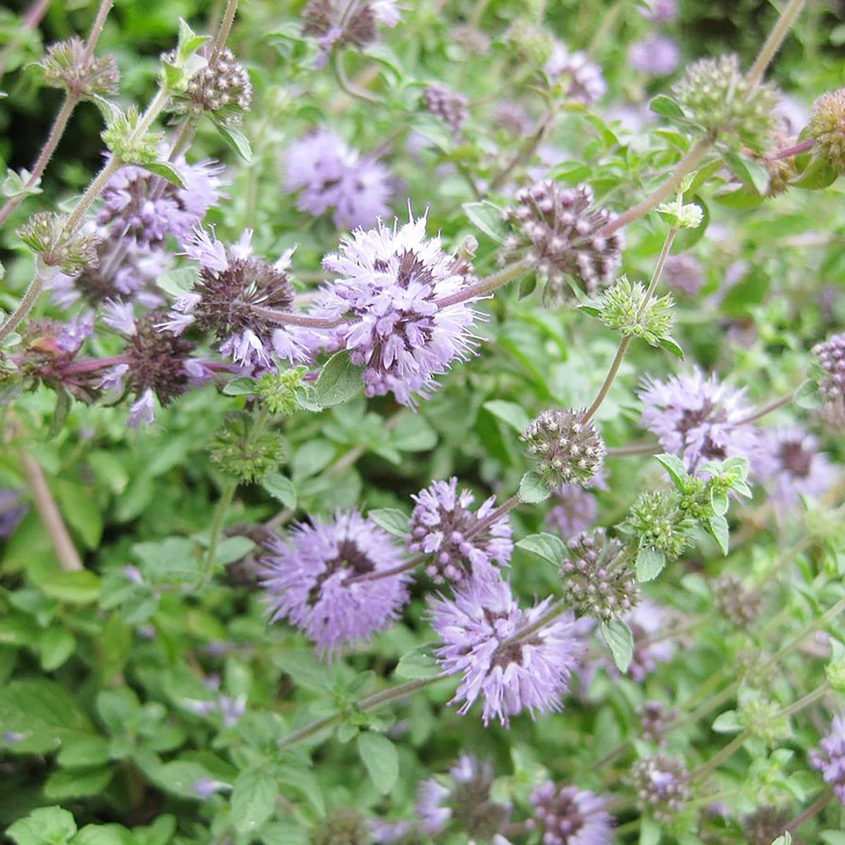 Purple Pennyroyal Flower seeds for Planting Premium Quality Heirloom & GMO Free Seeds for Home Garden Sale