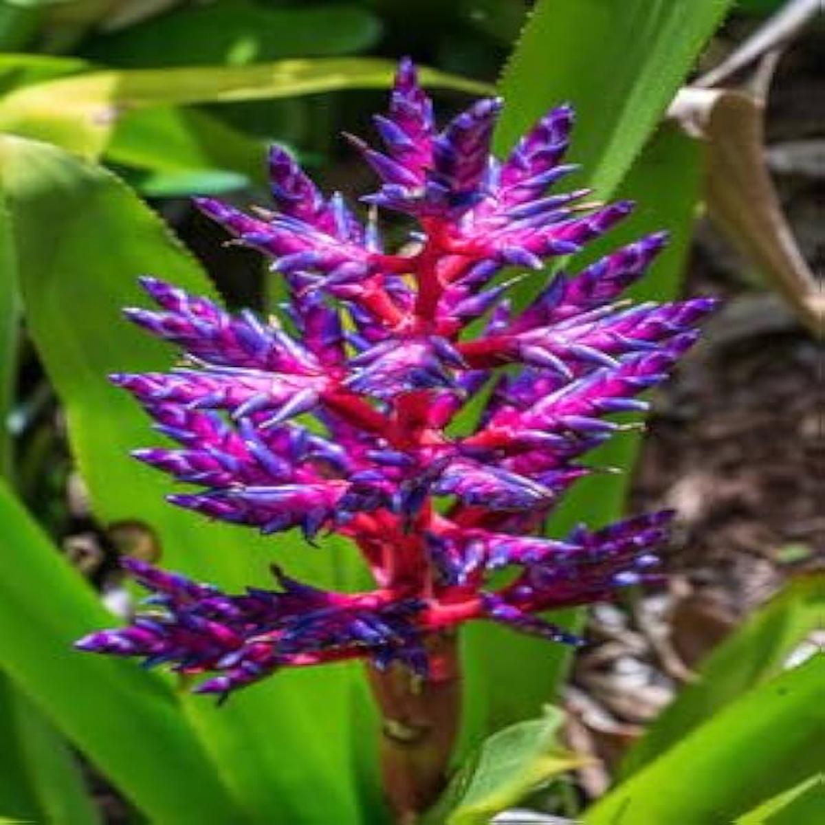Purple Pink Bromeliad Plant Seeds  Heirloom, Non-GMO, High Germination Tropical Garden Seeds
