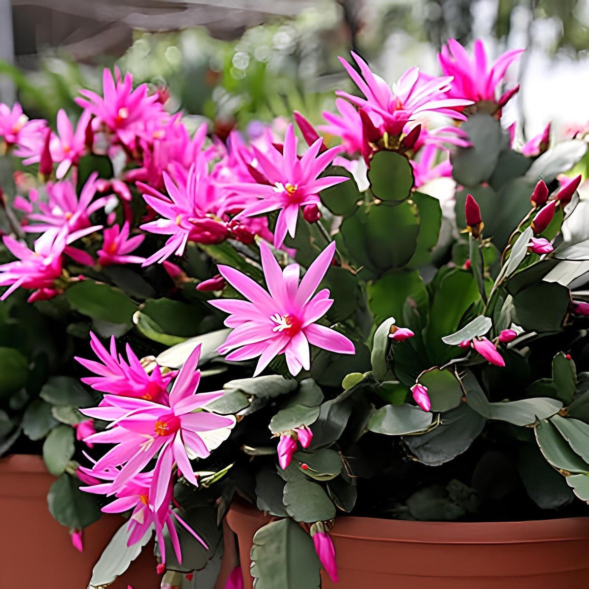 Purple Schlumbergera Flower seeds for Planting - Low Maintenance, Heirloom & GMO Free Seeds for Home Garden