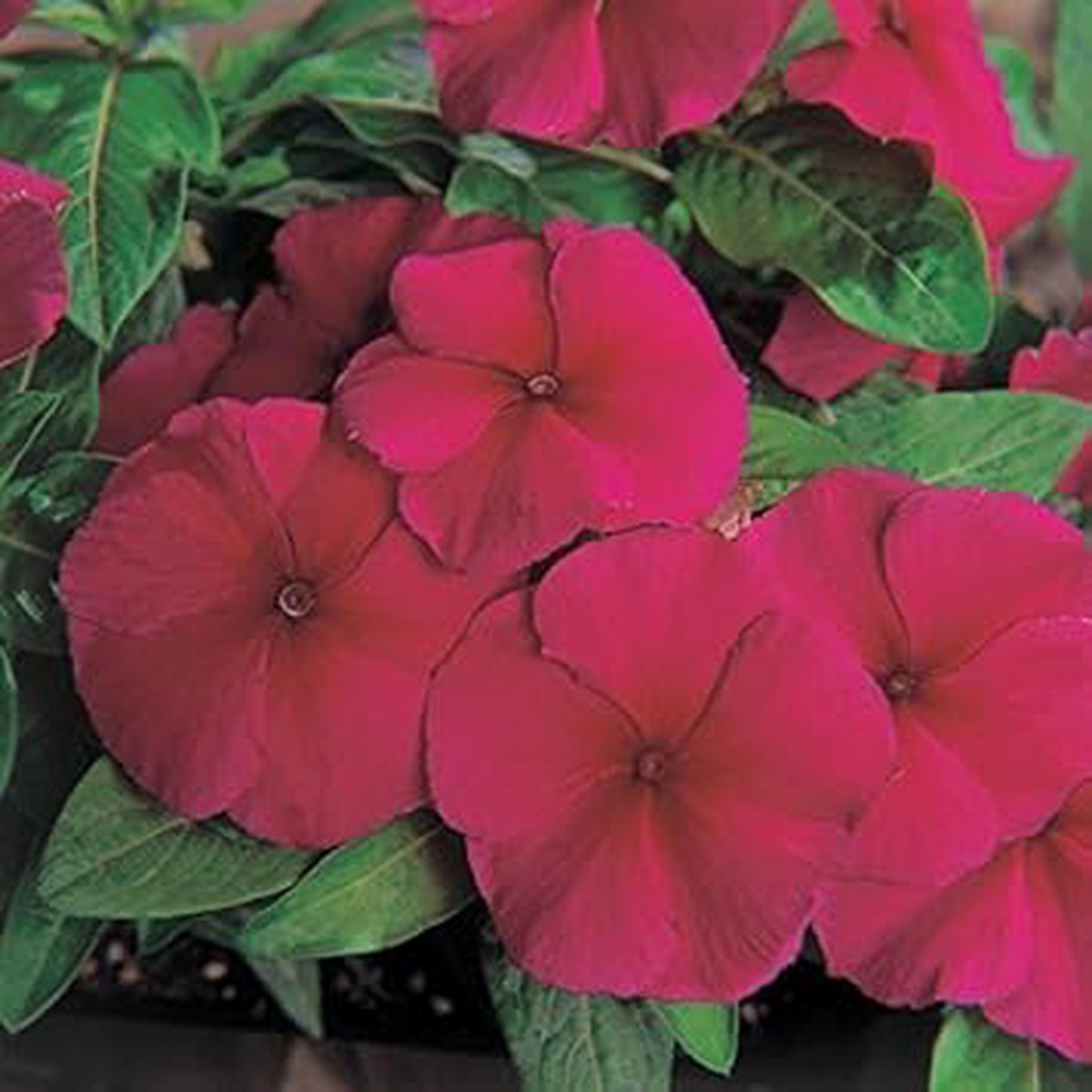 Purple Vinca Flower Seeds for Planting, NON GMO Seeds