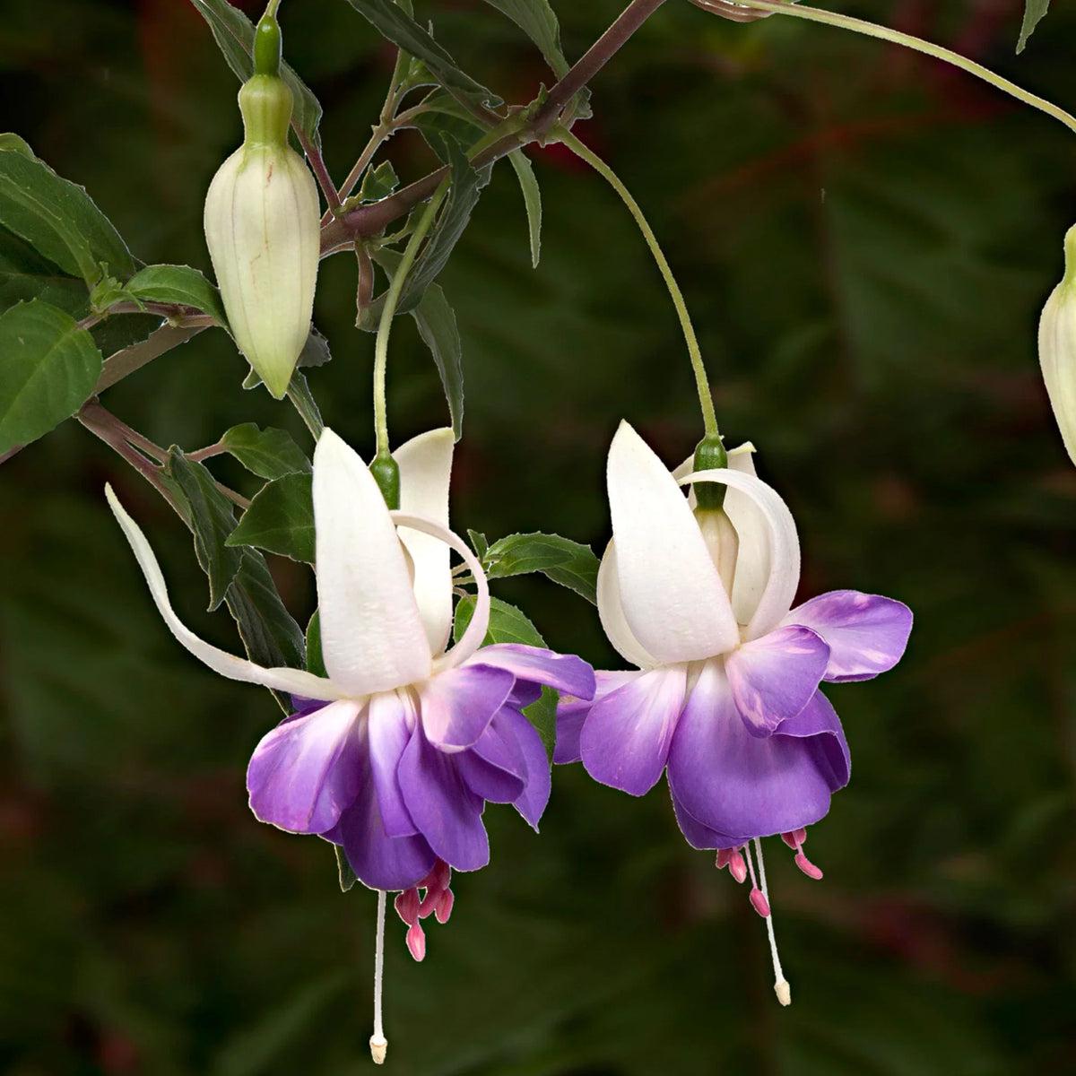 Purple White Fuchsias Flower seeds for Planting Drought Tolerant Heirloom & GMO Free Seeds for Home Garden Sale