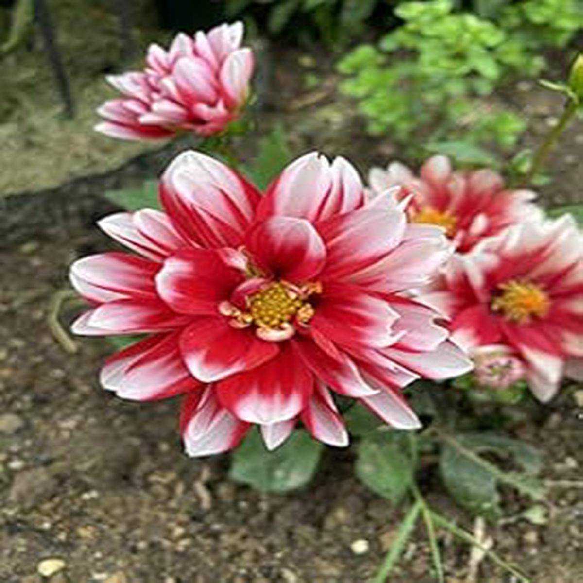 Red & White Marigold Heirloom Non-GMO Seeds for Planting