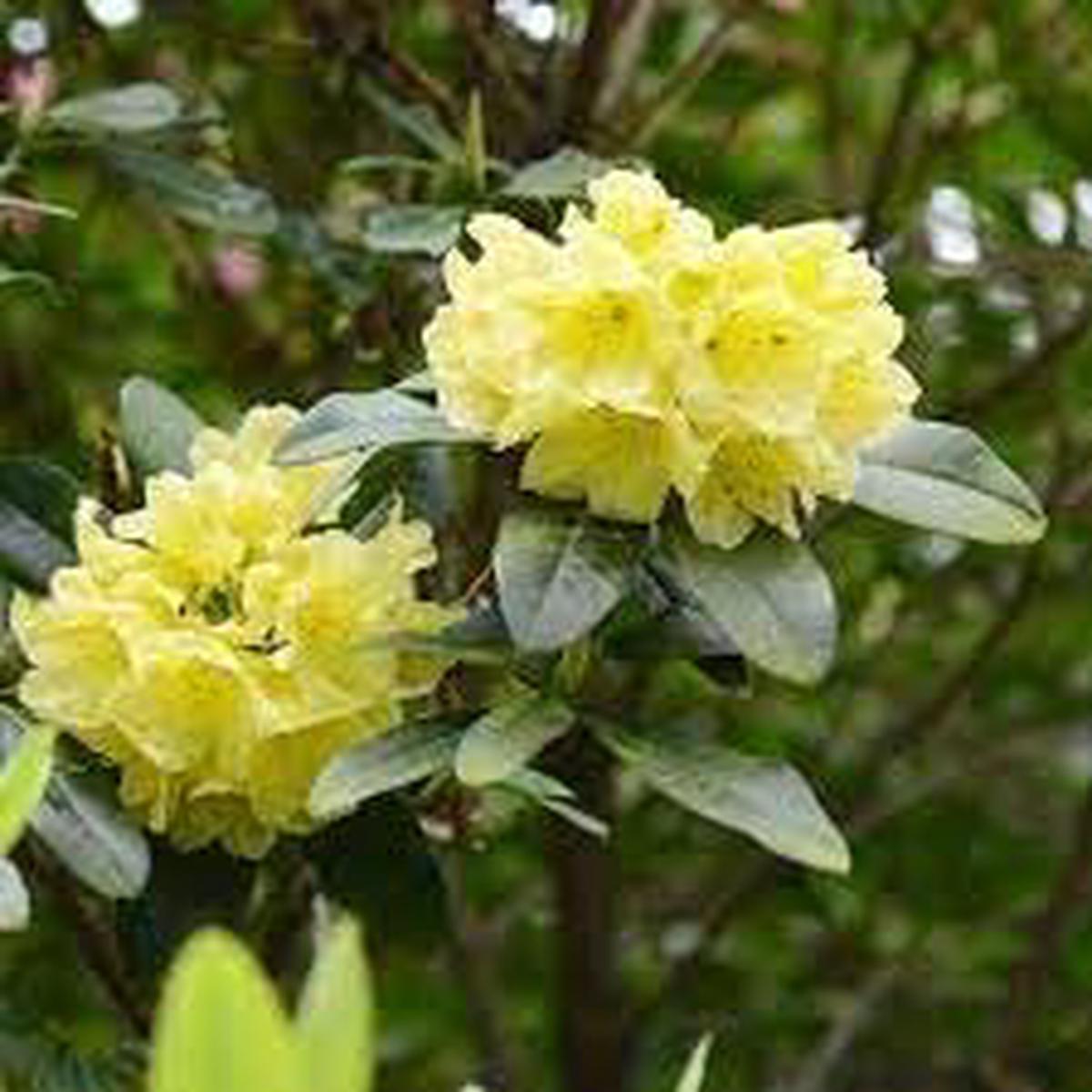 Rhododendron Flower seeds for Planting Fragrant Blossoms Heirloom & GMO Free Seeds for Home Garden