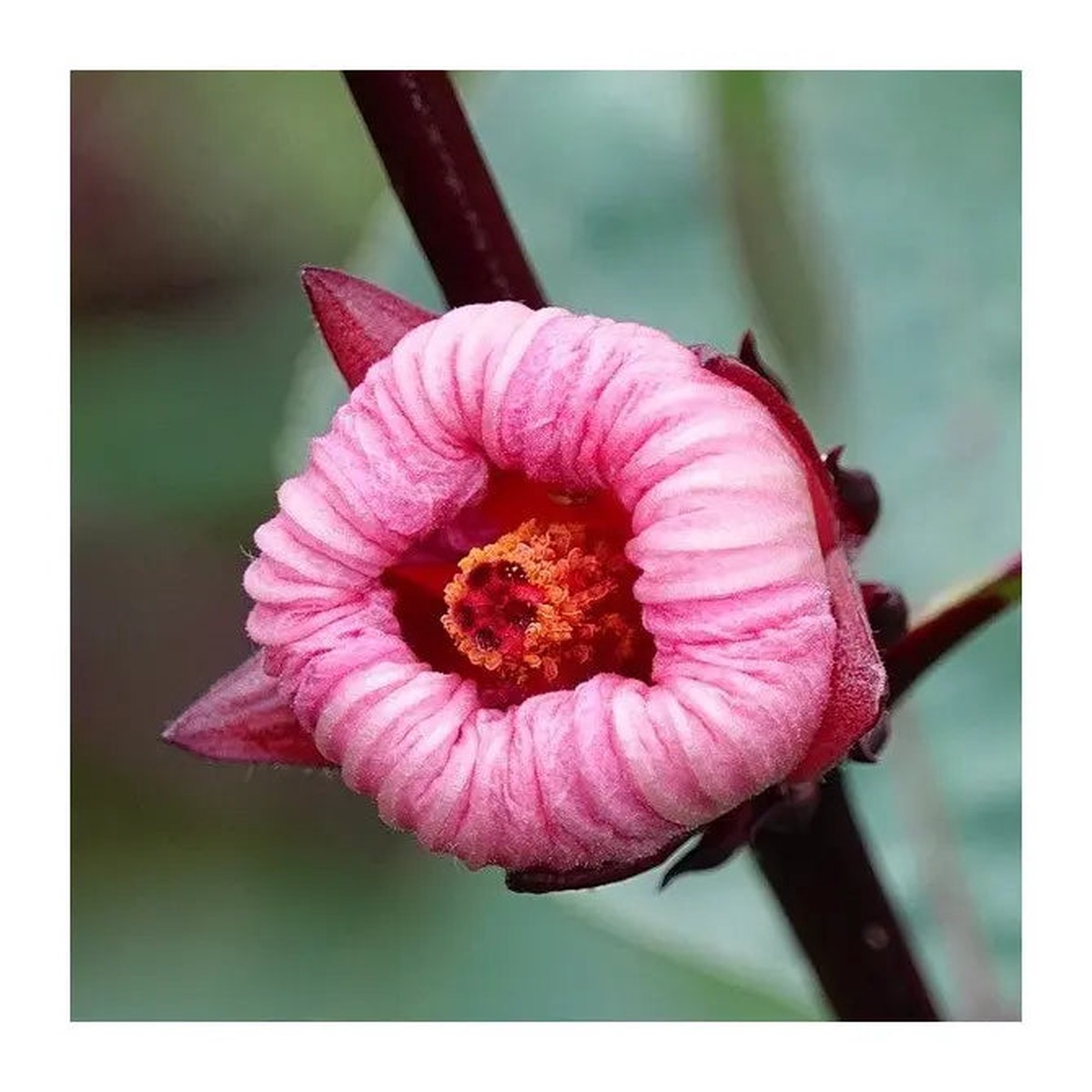 Roselle Hibiscus Sabdariffa Plant Seeds for Planting Heirloom, Non-GMO, High Germination Organic Garden Seeds