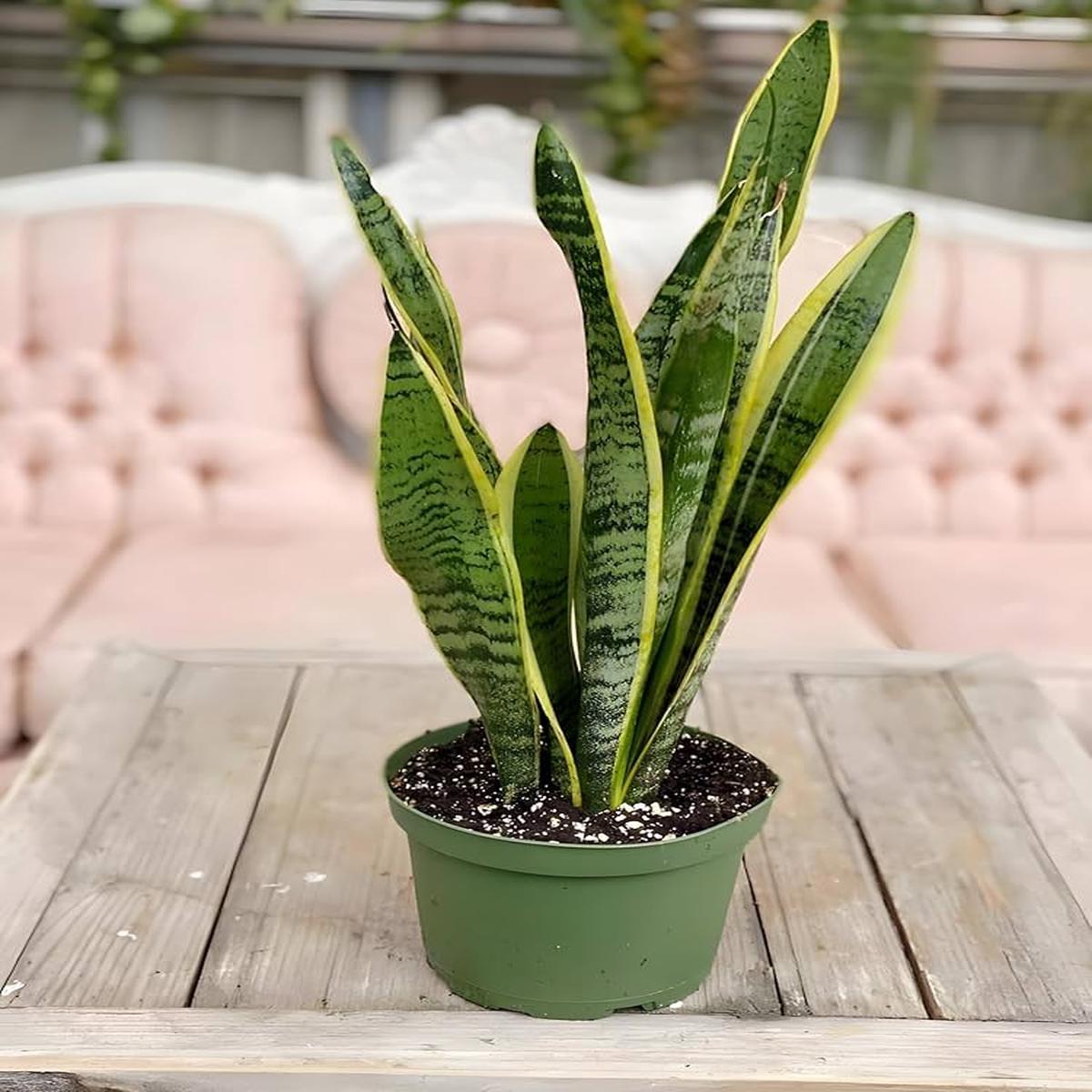 Sansevieria Seeds for Planting Mixed  Pollinator Friendly, Heirloom, Non-GMO, High Germination Organic Garden Seeds