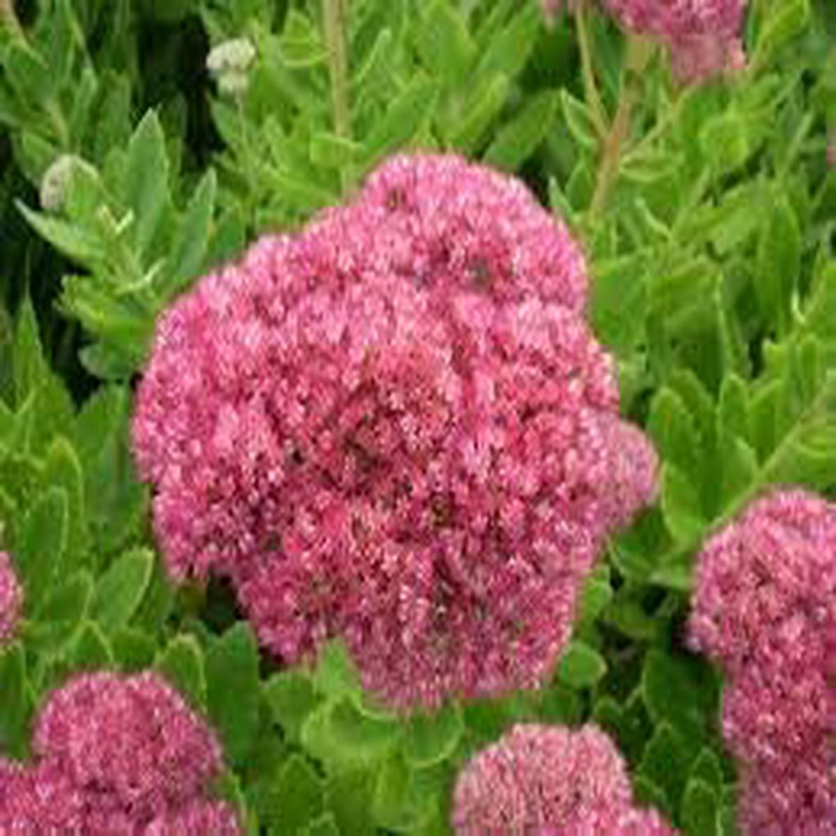 Spectabile Flower seeds for Planting - Low Maintenance, Heirloom & GMO Free Seeds for Home Garden