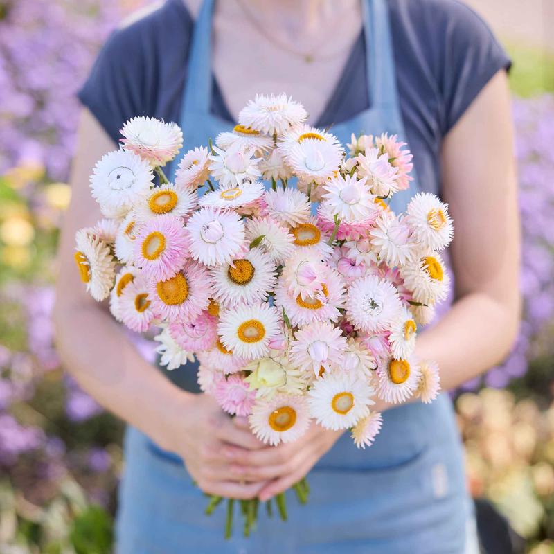 Strawflower Seeds - Silvery Rose