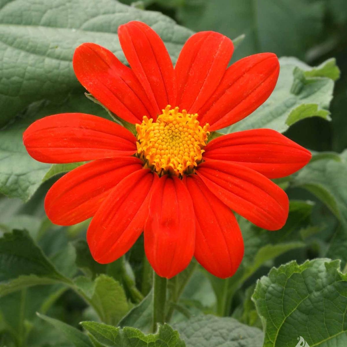Tithonia Rotundifolia (Mexican Sunflower) Seeds for Planting Heirloom, Non-GMO, Pollinator-Friendly