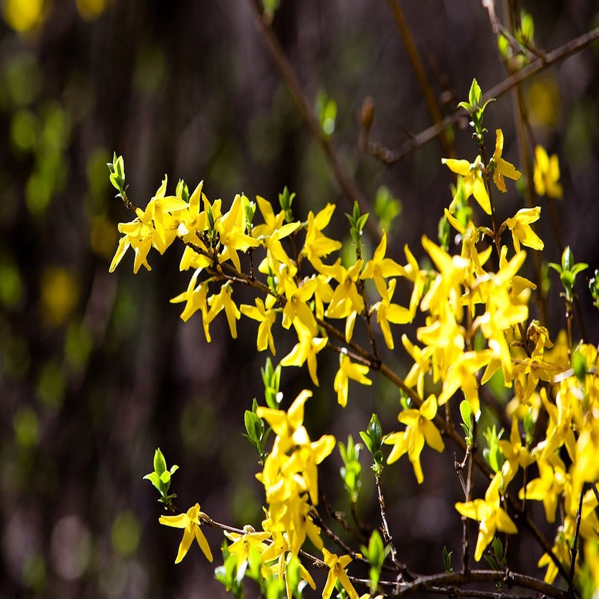 Trifoliate Forsythia Flower For Planting Heirloom Flower Seeds for Home Garden Planting, Vibrant