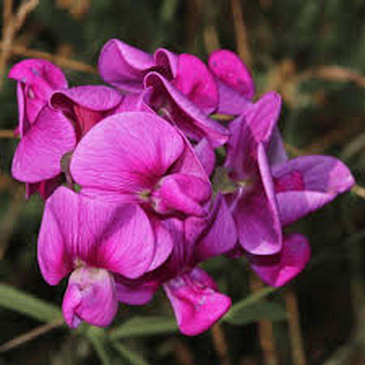 Violet Lathyrus Odoratus Flower Seeds for Planting  Heirloom, Non-GMO, Shade-Tolerant, High Germination