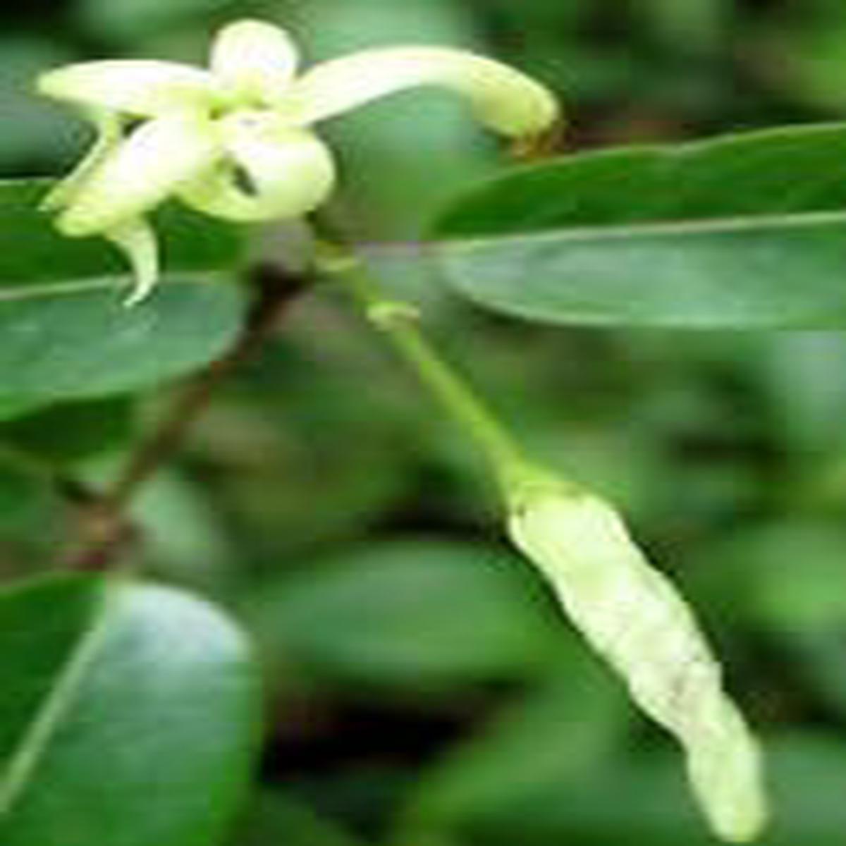 White Cryptolepis Flower seeds for Planting - Hardy Variety, Heirloom & GMO Free Seeds for Home Garden