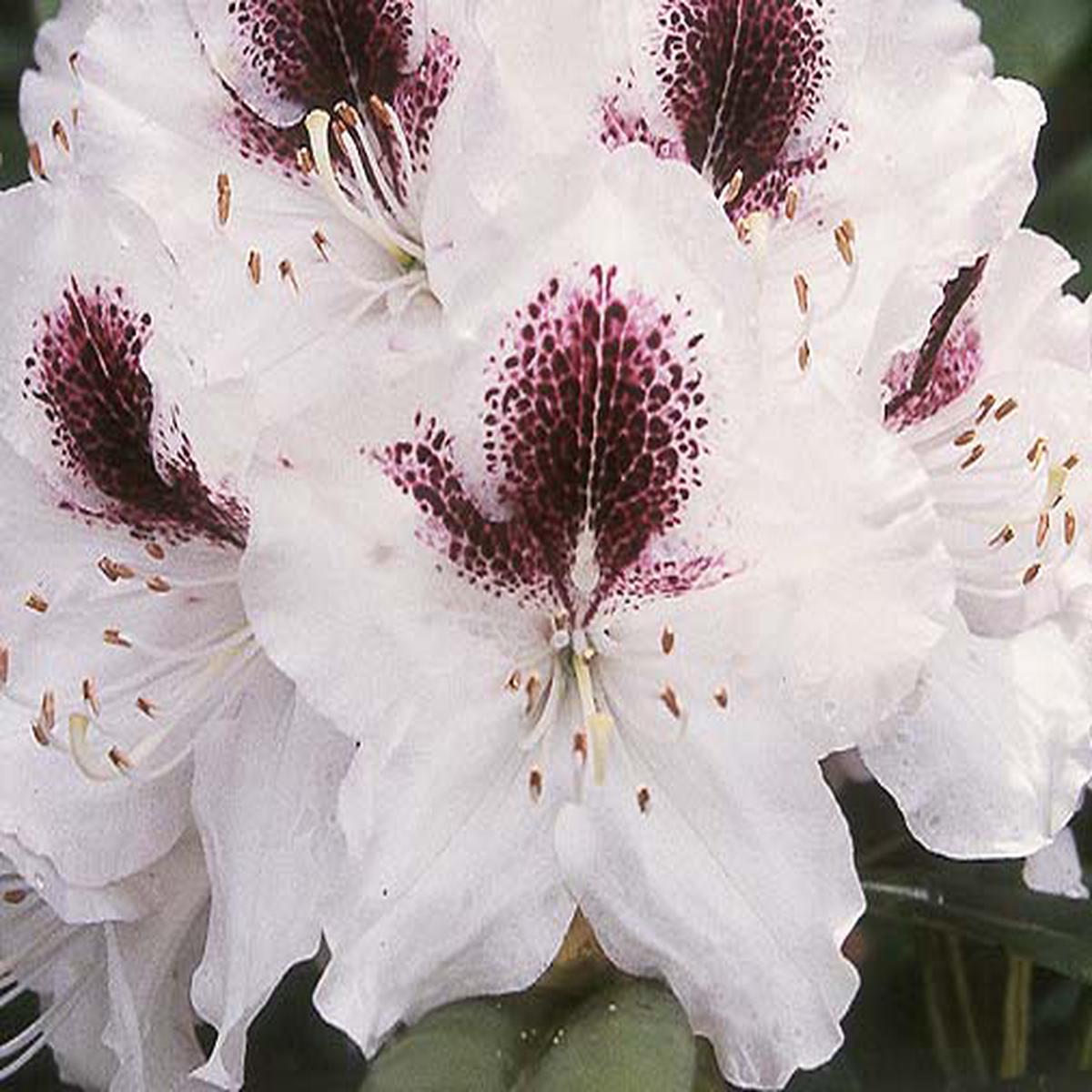White Maroon Rhododendron Flower Seeds for Planting  Heirloom, Non-GMO, High Germination Seeds