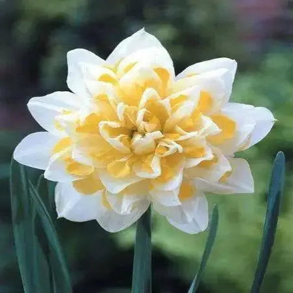 White Yellow Double Petals Narcissus Daffodil Seeds  Heirloom Non-GMO Seeds for Planting & Organic Garden