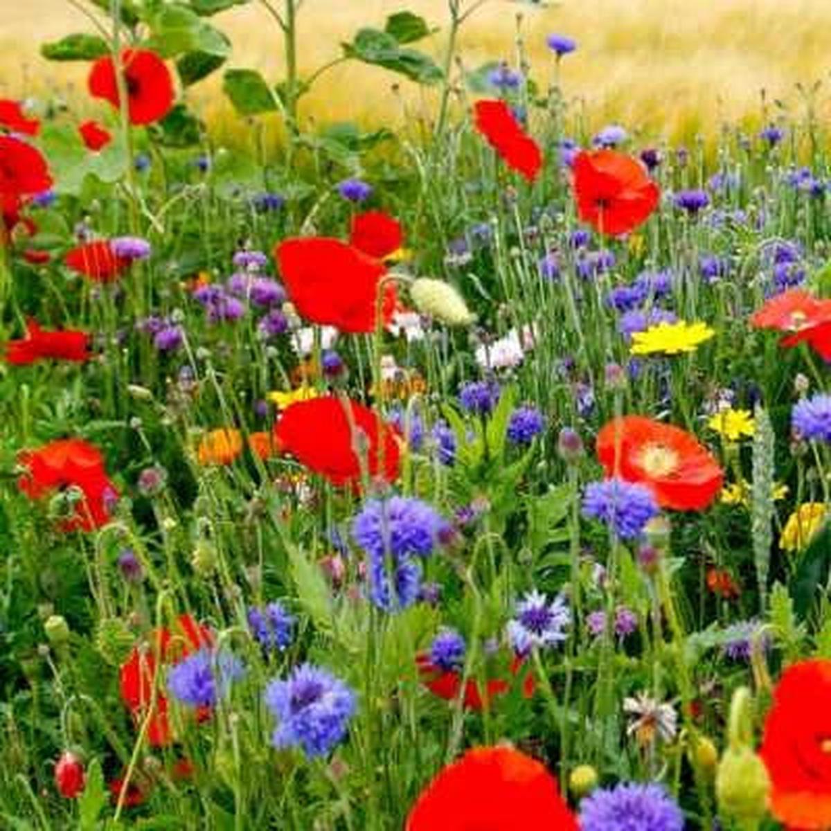 Wildflower Mix Fall Maximum Fall Planting Spring Spring Blooms Heirloom Non Gmo Flower Seeds