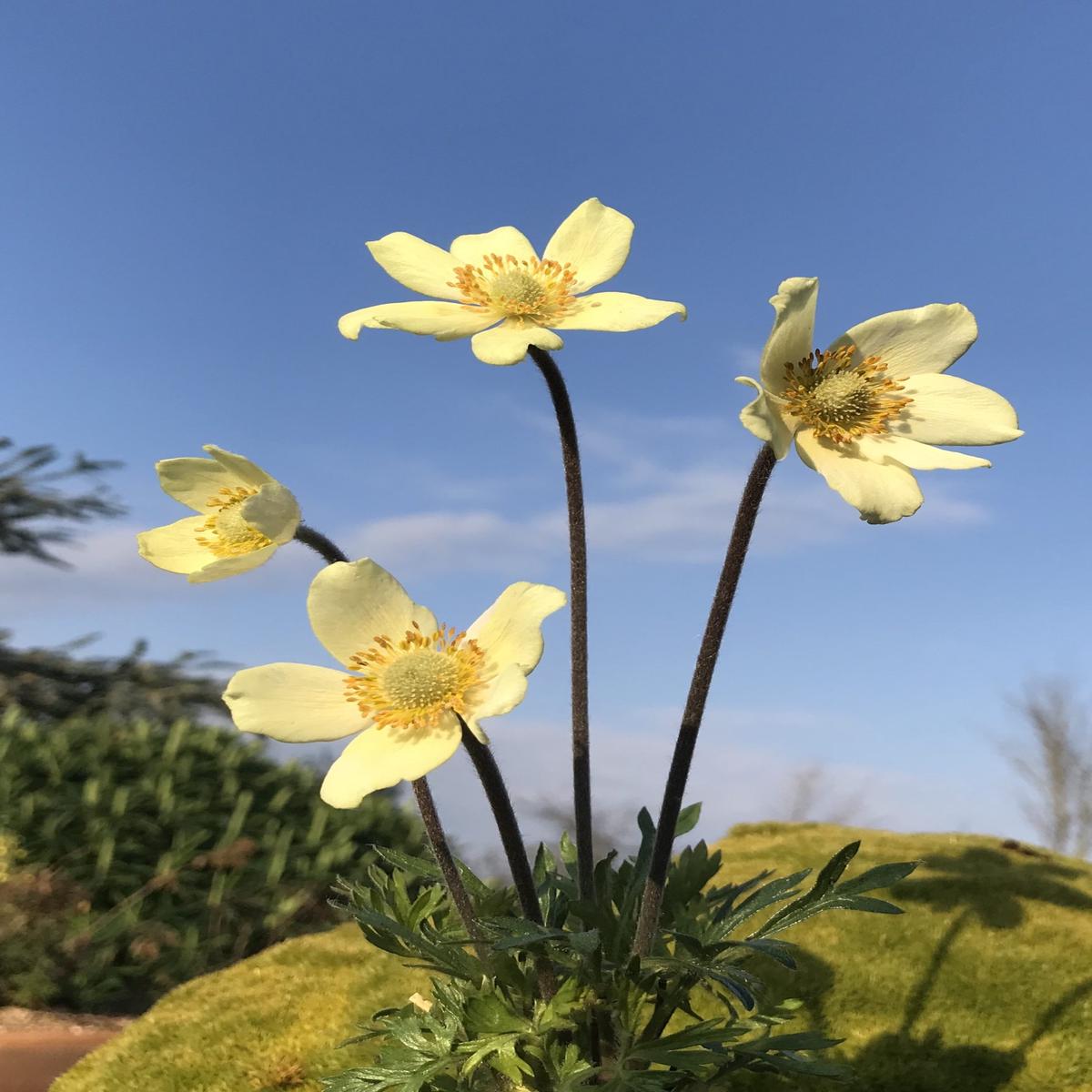Yellow Anemone Pulsatilla Flower seeds for Planting Low Maintenance Heirloom Non-GMO Seeds