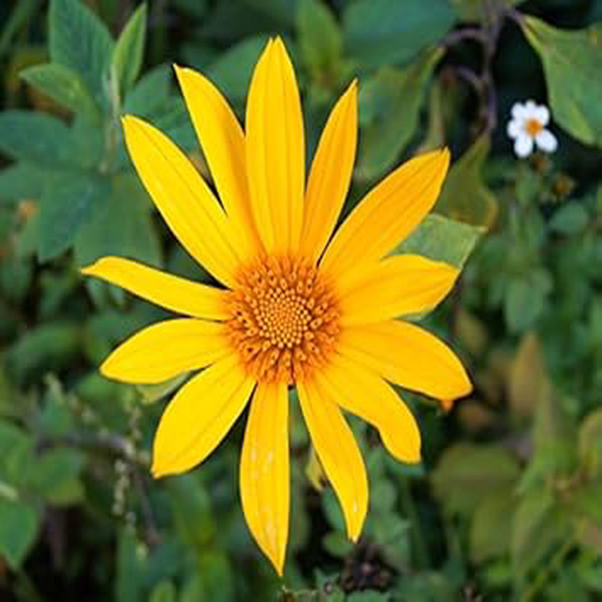 Yellow Diversifolia Flower seeds for Planting - Drought Tolerant, Heirloom & GMO Free Seeds for Home Garden
