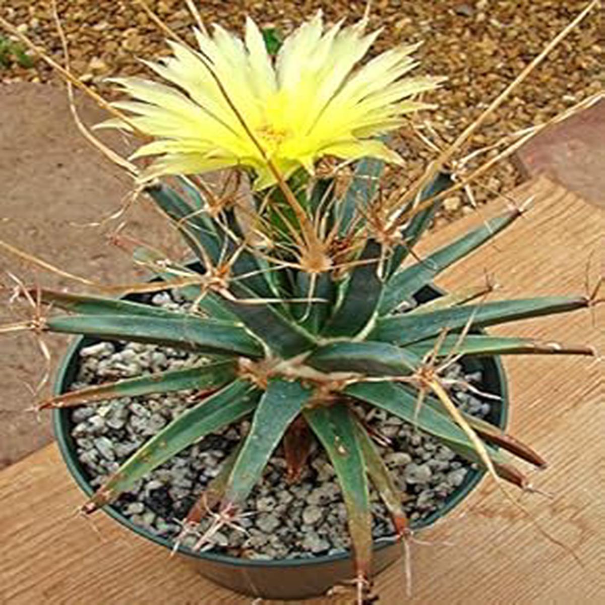 Yellow Leuchtenbergia Flower seeds for Planting - Bright Blooms, Heirloom & GMO Free Seeds for Home Garden
