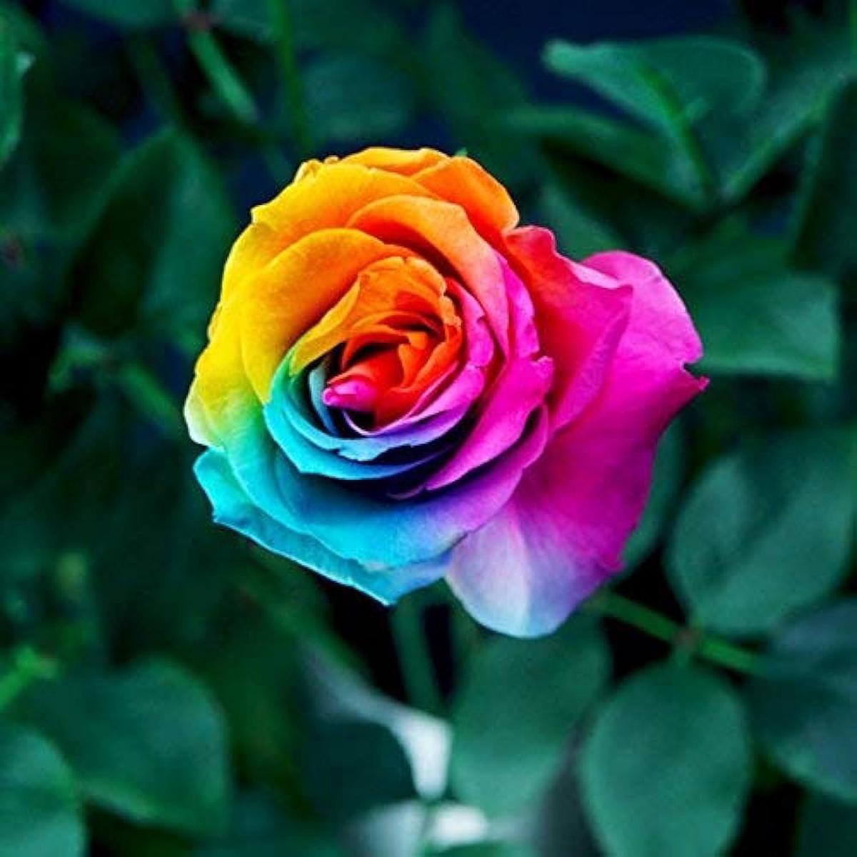 Yellow Rainbow Potted Rose Seeds for Planting  Heirloom, Non-GMO, High Germination Organic Garden Seeds