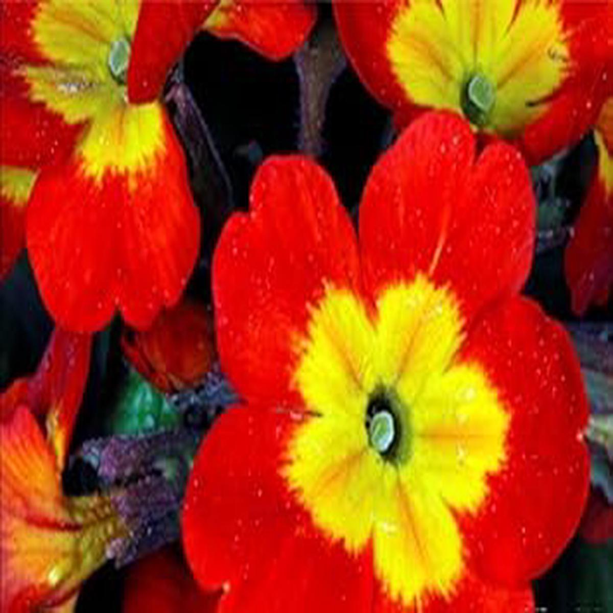 Yellow Red Danova Copper Flower seeds for Planting - Premium Quality, Heirloom & GMO Free Seeds for Home Garden