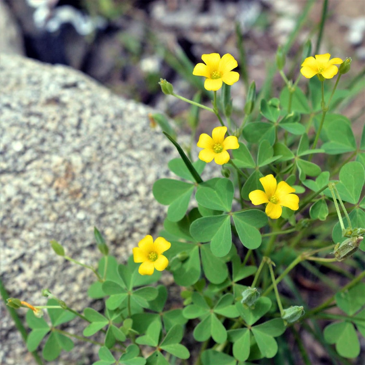 African Oxalis Flower Heirloom Non Gmo For Planting Vibrant Blooms Flower Seeds for Home Garden