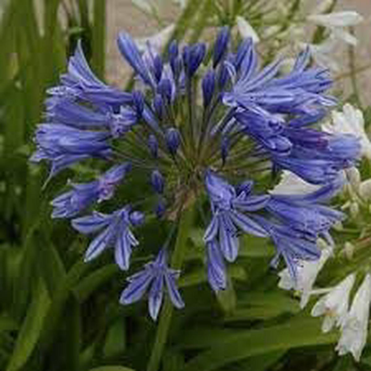 Agapanthus Africanus Flower Seeds for Planting  Blue Lily of the Nile, Organic Heirloom Non-GMO Garden Seeds