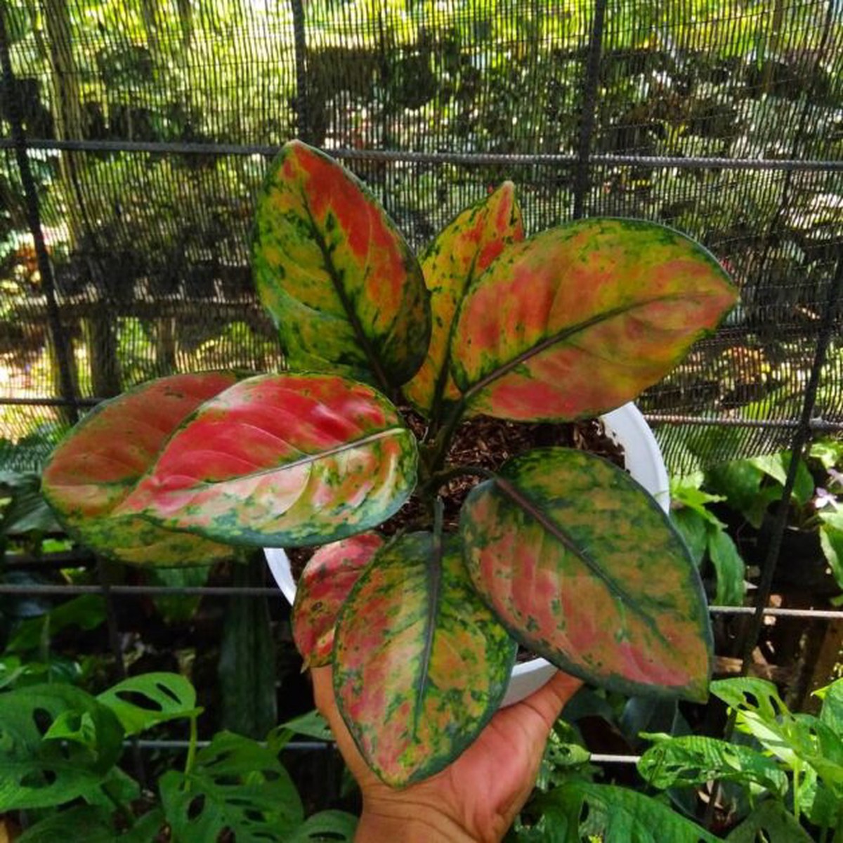 Aglaonema Mosaic Plant Seeds for Planting Heirloom Non-GMO Organic Garden Seeds with High Germination
