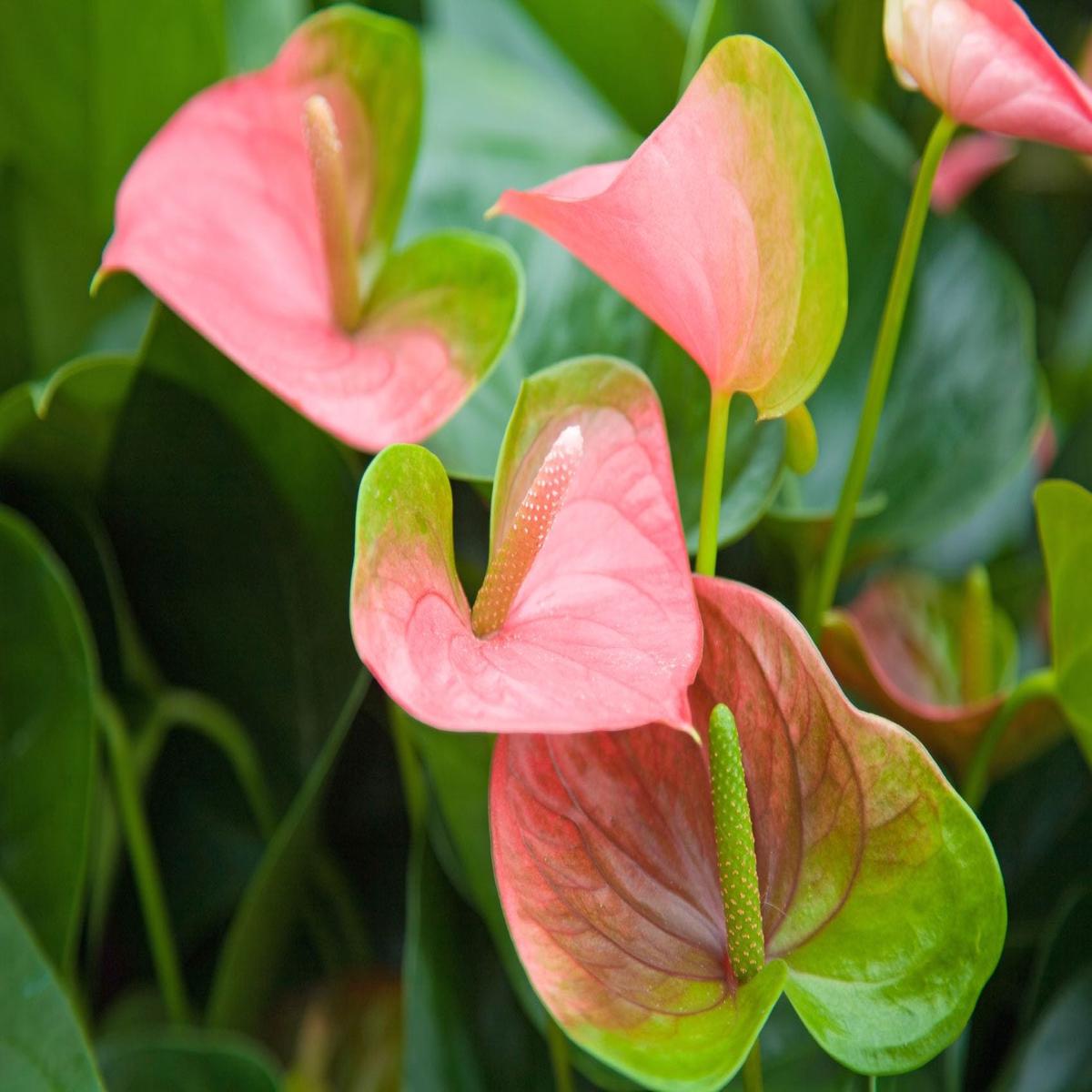 Anthurium 'Cavalli' Flower Seeds for Planting Heirloom, Non-GMO, High Germination Organic Garden Seeds