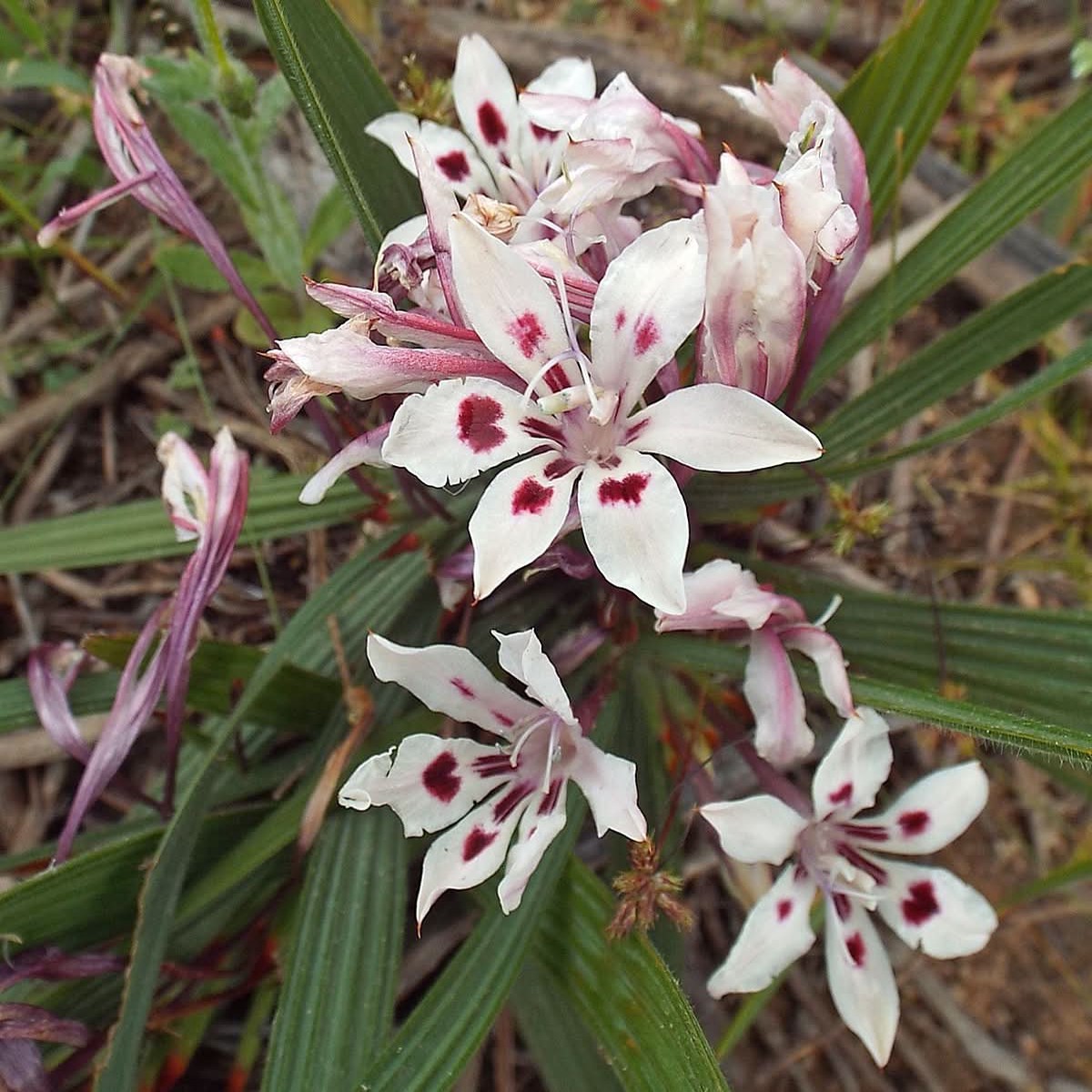 Babiana Tubulosa Flower Seeds for Planting