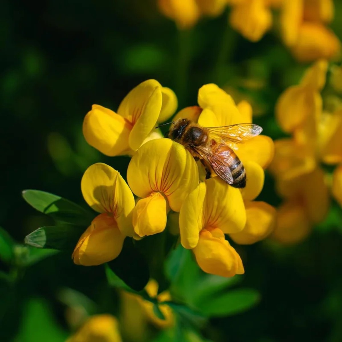 Bird's Foot Trefoil Seeds (Lotus corniculatus) - 200 Seeds, Low-Growing Perennial Groundcover
