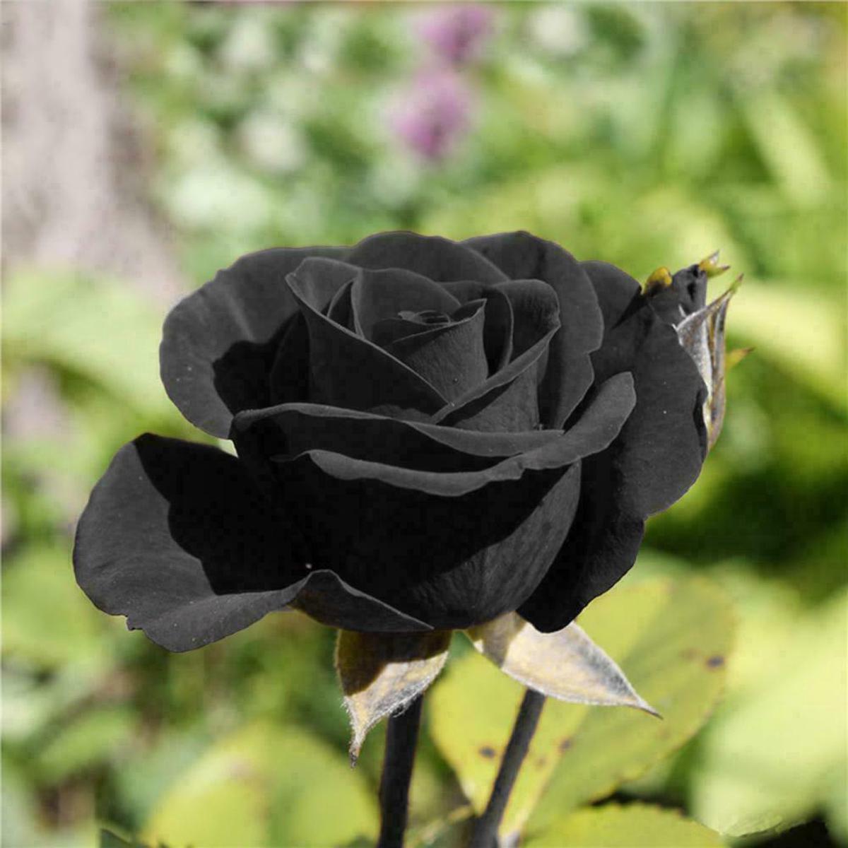 Black Rose Seeds Dark Blooming Garden Rose for Outdoor Planting