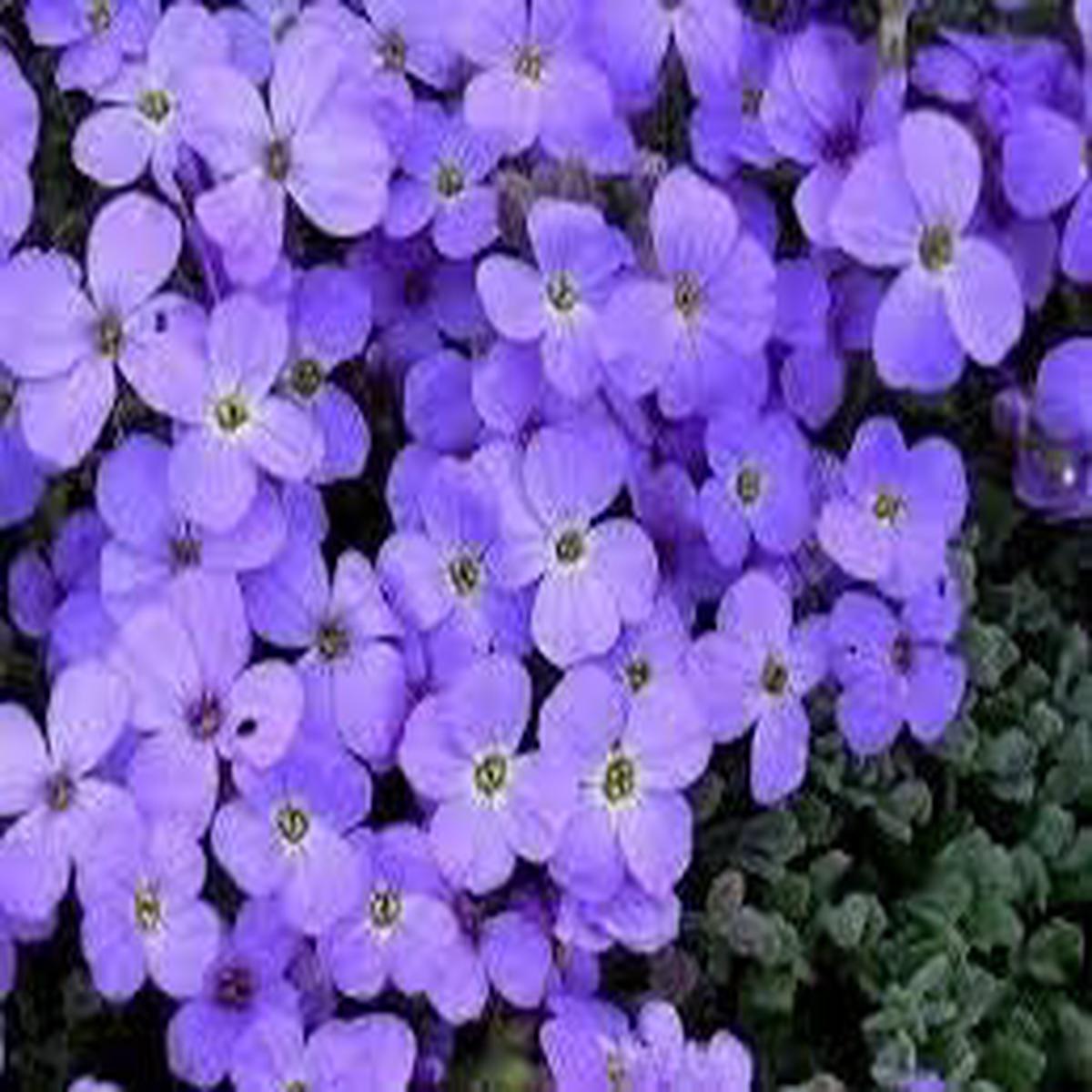 Blue Aubrieta Cultorum Flower Seeds for Planting | Heirloom, Non-GMO, Organic Ground Cover Blooms