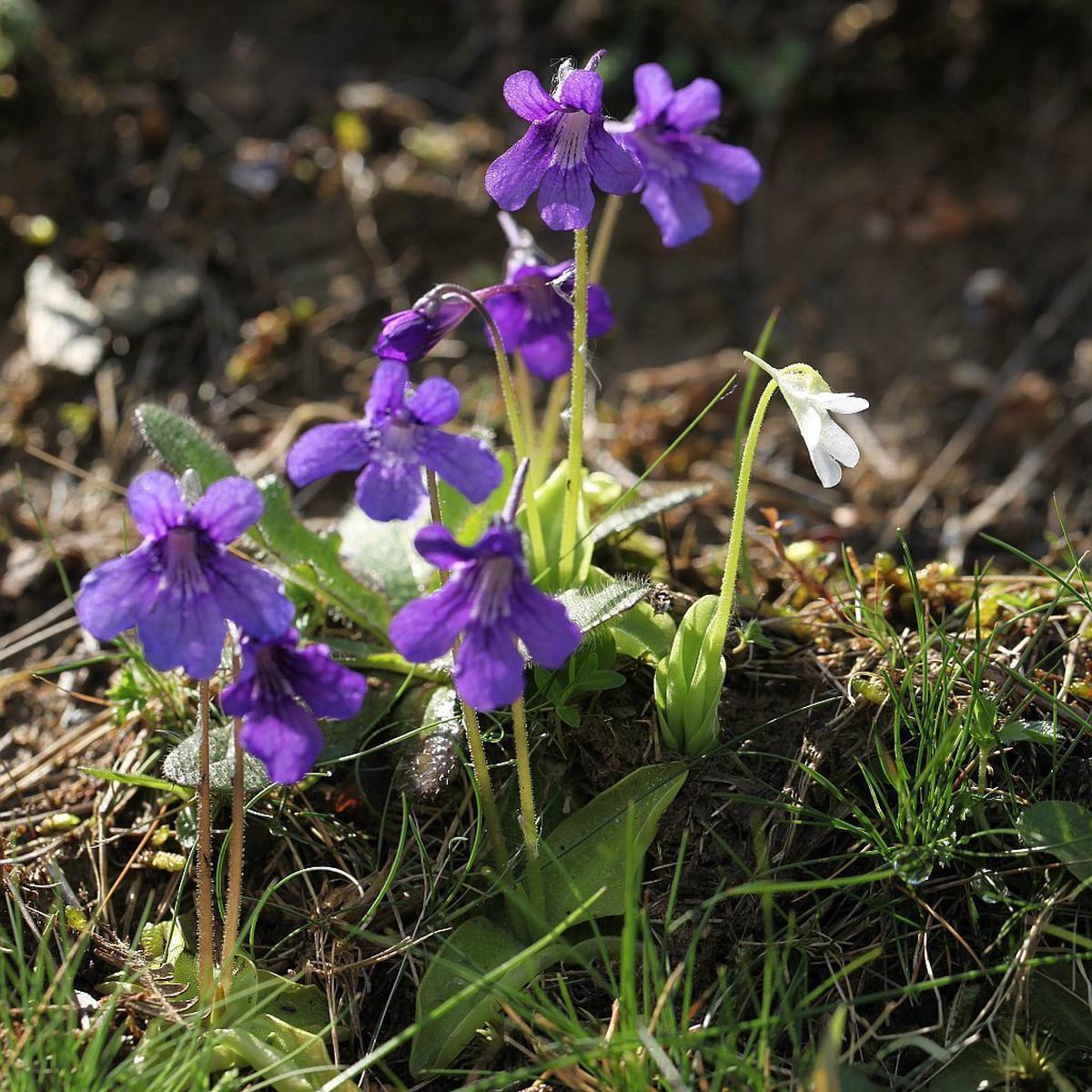Blue Butterwort Flower seeds for Planting Easy to Grow Heirloom & GMO Free Seeds for Home Garden   Sale