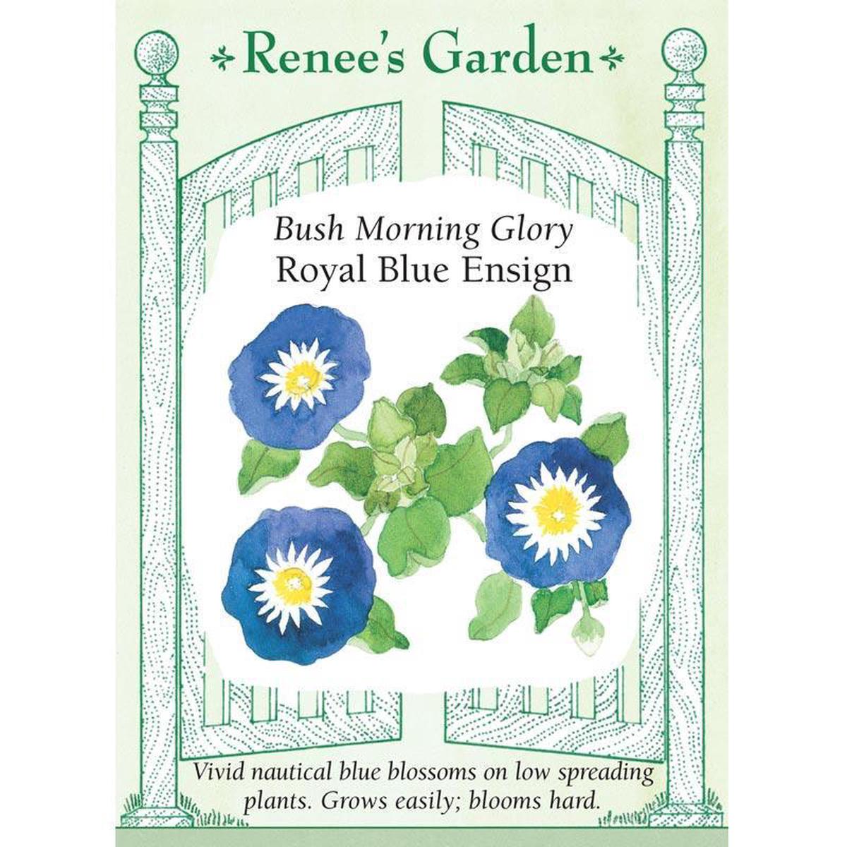 Blue Ensign Bush Morning Glory Flower Seeds