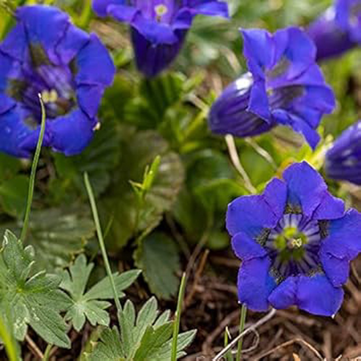 Blue Gentiana Acaulis Flower Seeds for Planting Organic Heirloom Non-GMO Seeds