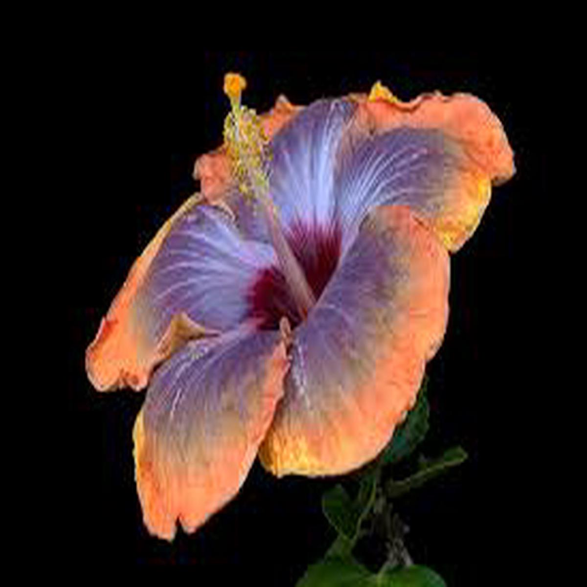 Blue Orange Hibiscus Flower Seeds for Planting Heirloom NonGMO Long Bloom Organic Garden Seeds with High Germination Sale