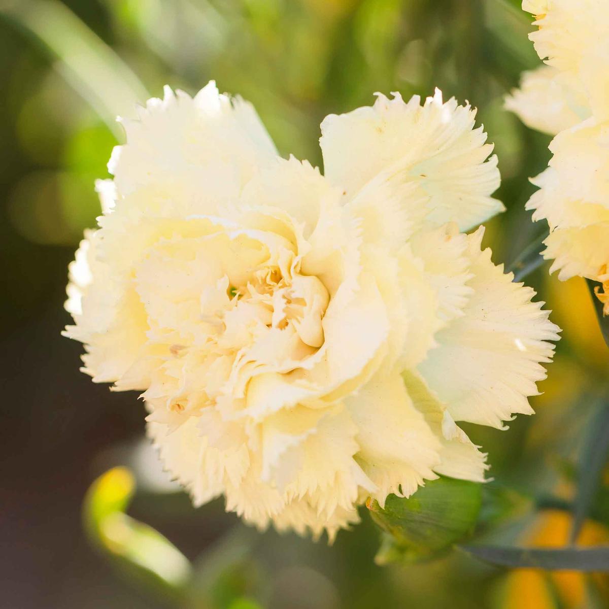 Bulk Carnation Seeds - Marie Chabaud