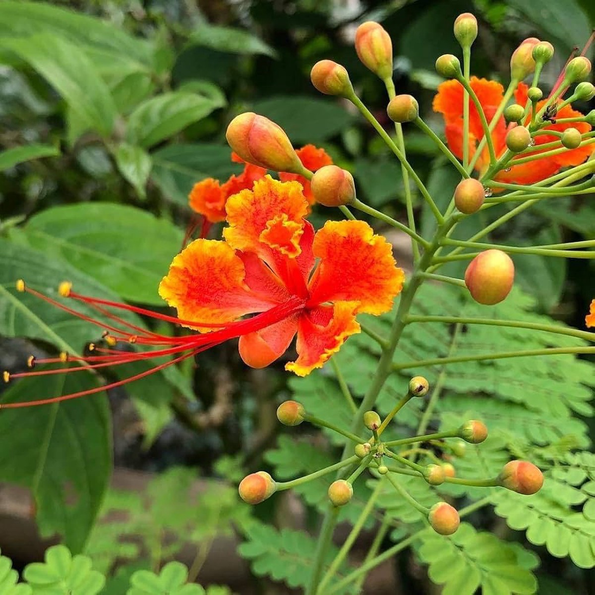 Caesalpinia Pulcherrima Flower For Planting Organic Heirloom Non Gmo Peacock Flower Flower Seeds