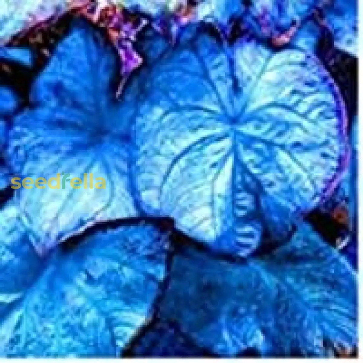 Caladium Bicolor Seeds for Planting Stunning Sky Blue Foliage