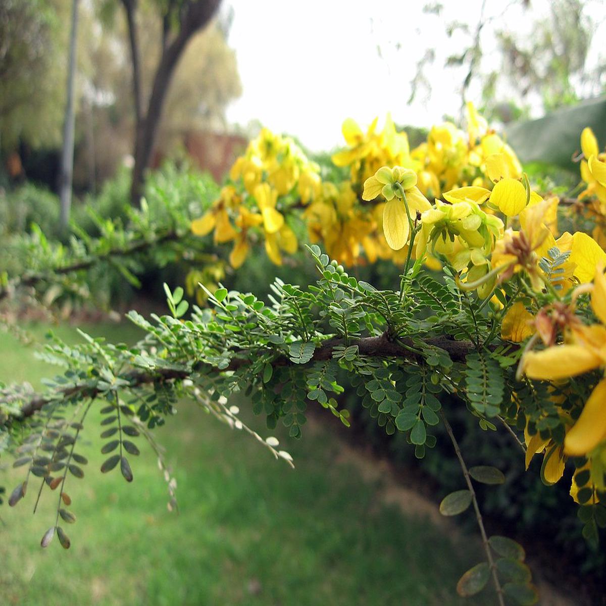 Cassia Biflora Flower seeds for Planting Hardy Variety Heirloom & GMO Free Seeds for Home Garden